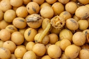 concept of grain storage pest